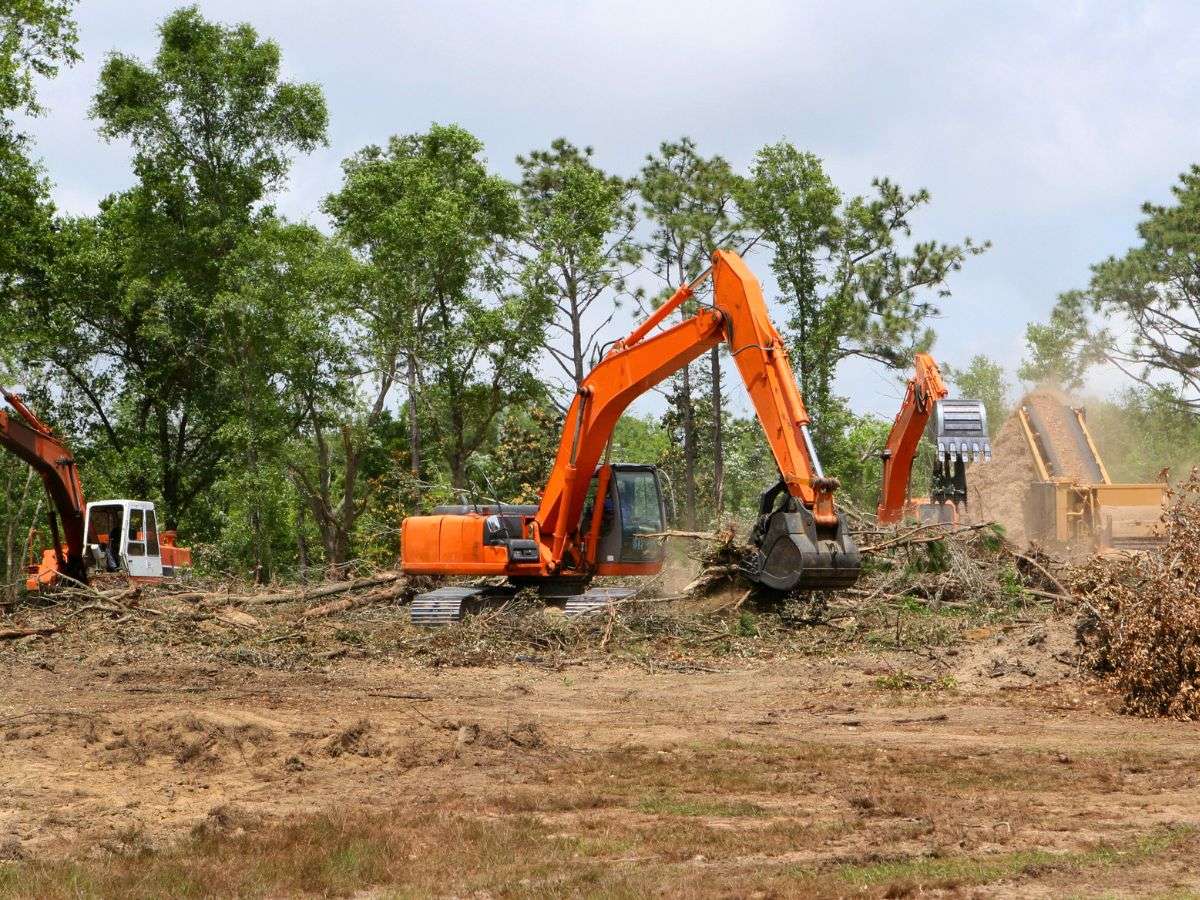 Land Clearing with Trees and Stumps Removal