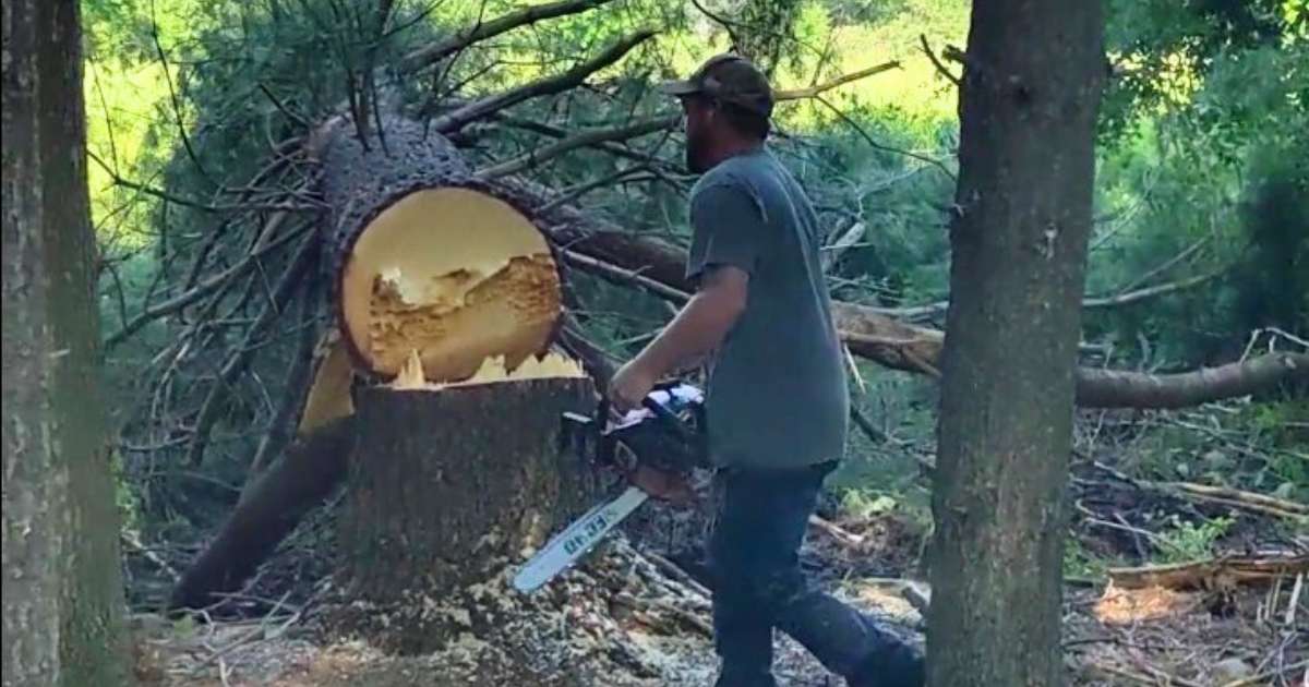 a man with a chainsaw in a forest in front of a felled tree