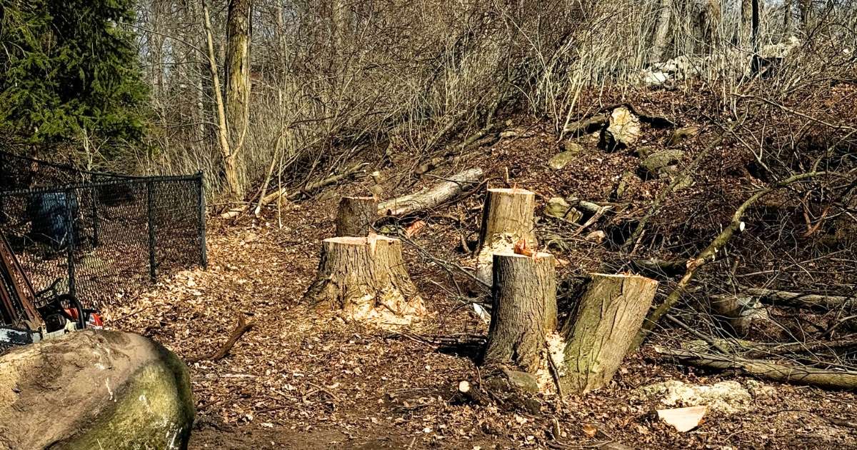 an area of land with a few tree stumps