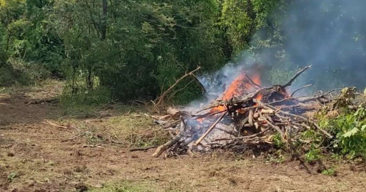 trees being burned