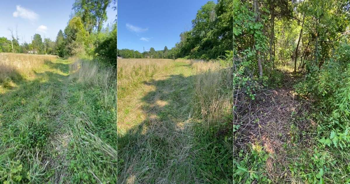 bushes and trees marked for removal