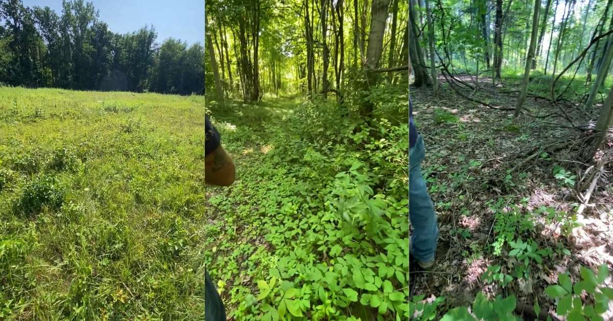 bushes and trees marked for removal