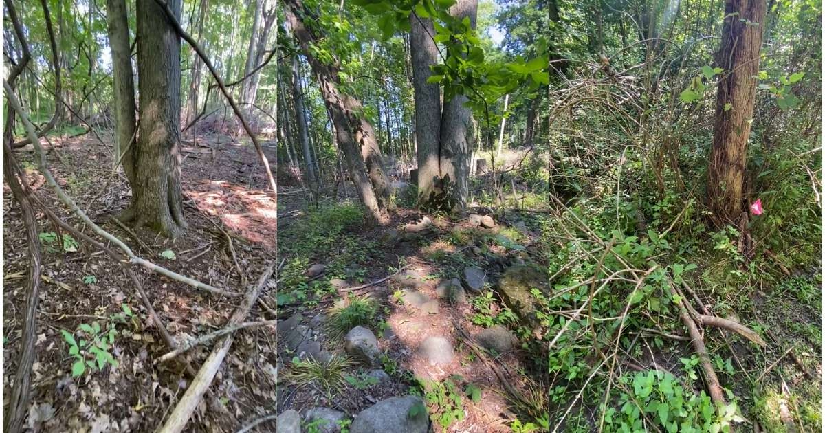 trees that have been earmarked for removal