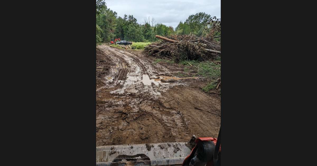 tree clearing in progress