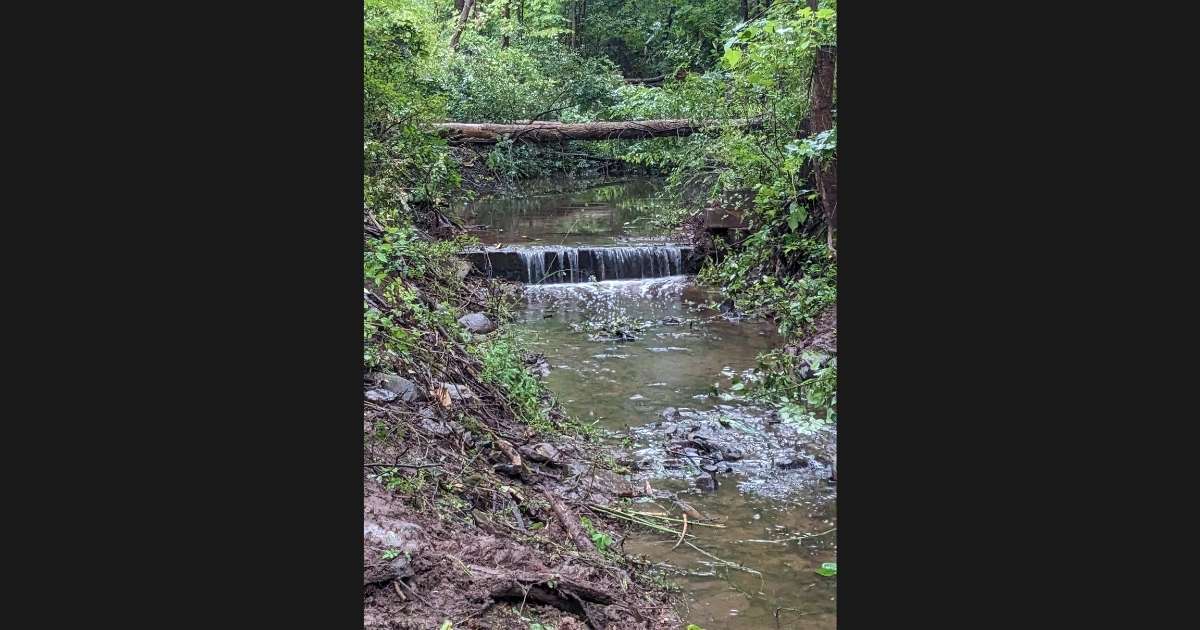 creek flowing through the woods